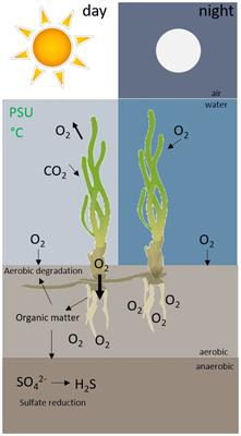Reduced seagrass resilience due to environmental and anthropogenic effects may lead to future die-off events in Florida Bay